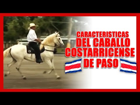 🐴🇨🇷 Características del Caballo Costarricense de Paso - Caballos Bailadores