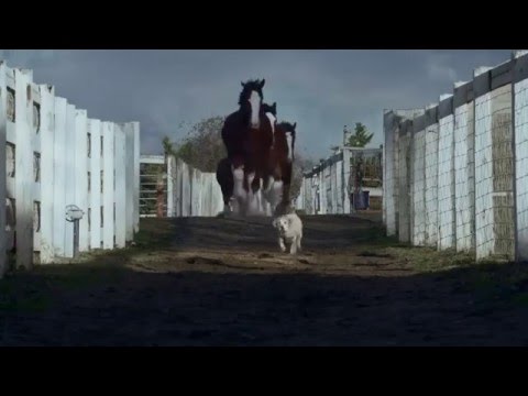 Amistad ente perro y caballo