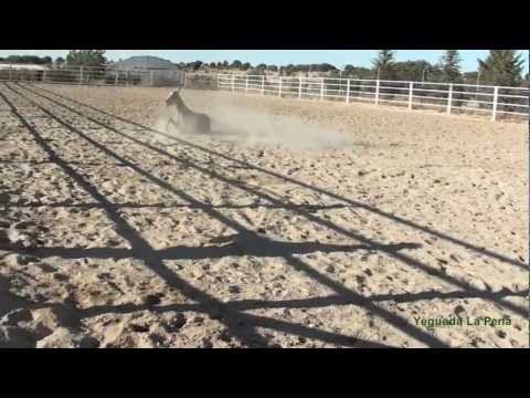 RAMALEO DE POTROS EN YEGUADA LA PERLA