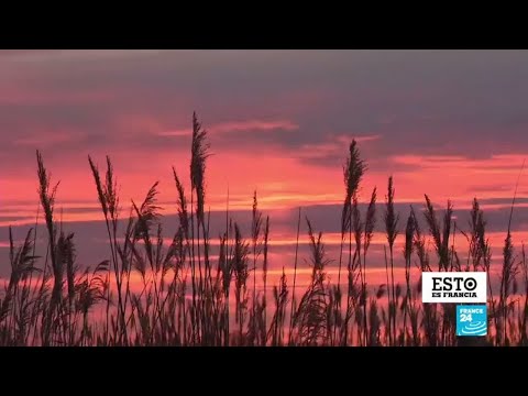 La región francesa de Camargue, tierra de ciénagas, toros y caballos