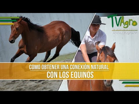 Como Obtener una Conexion Natural con los Equinos - TvAgro por Juan Gonzalo Angel