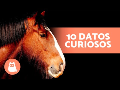 10 CURIOSIDADES sobre los CABALLOS que te sorprenderán 🐴