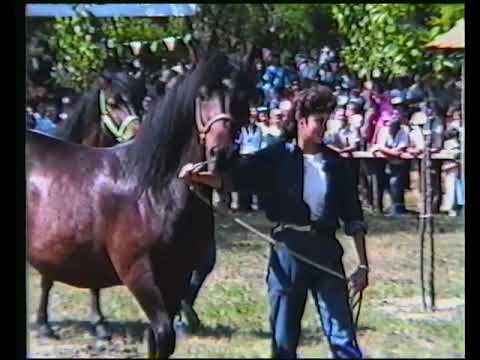 XIII Mostra del Cavallo Bardigiano, 1987