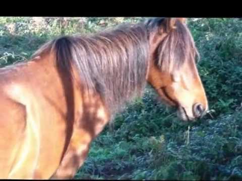 caballos de pura raza gallega, aldeanova 2012