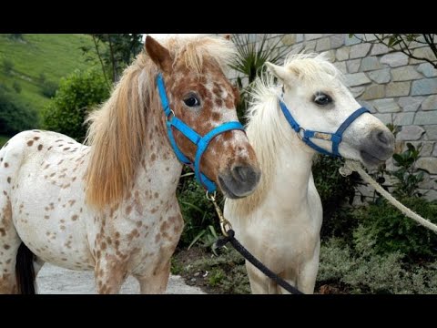Poni o caballo miniatura - Hogarmanía