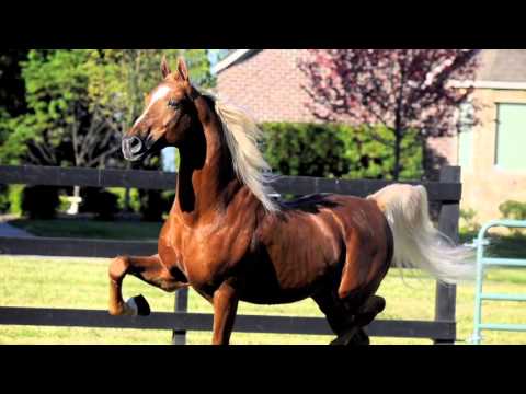 American Saddlebreds: America&#039;s Spirited Beauty