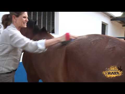 Limpieza de los caballos - Horse1