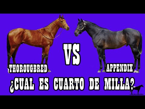 Los Caballos Torobred (Thoroughbred) y Appendix🐴-Del Cerro Soy