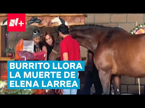 Caballos y burritos lamentan y dan el último adiós a Elena Larrea - N+