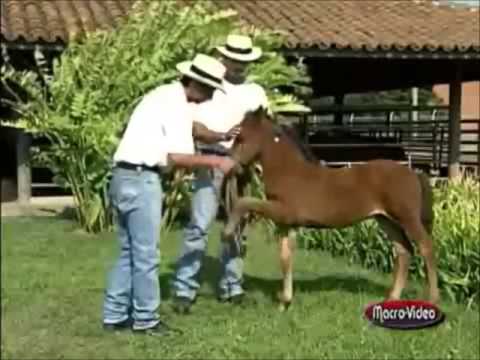 Paso fino Colombiano, el caballo mas suave del mundo