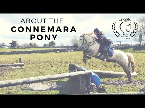 About the Connemara Pony (Official Selection Equus Film Festival)