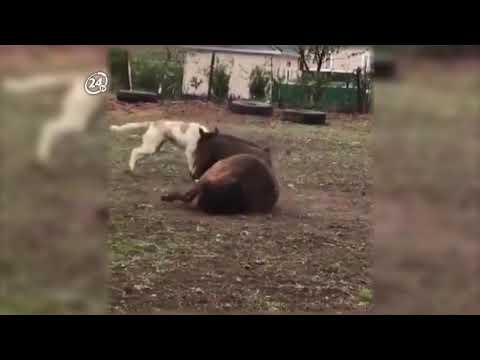 Viral24 | Un caballo y un perro demuestran que cuando de amor se trata no hay limites