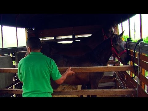Bioseguridad en equinos - TvAgro por Juan Gonzalo Angel