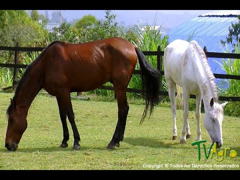 Curiosidades sobre los caballos - TvAgro por Juan Gonzalo Angel