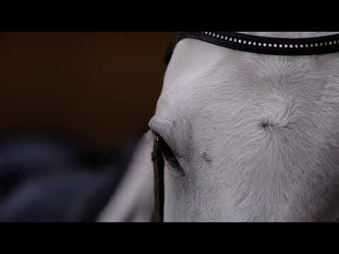 Dressage TOP by Raphael Macek (teaser)