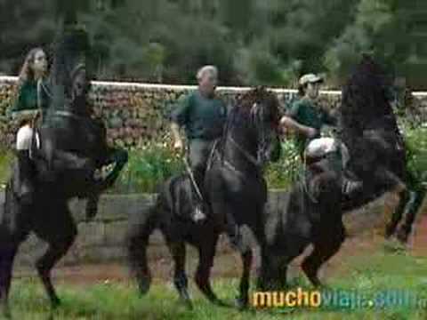 CABALLOS MENORQUINES - MUCHOVIAJE