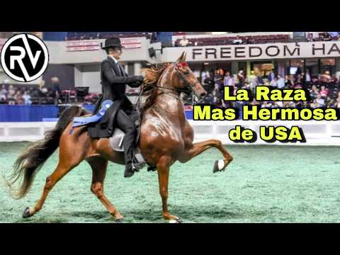 American Saddlebred | La Raza mas Elegante de los Estados unidos