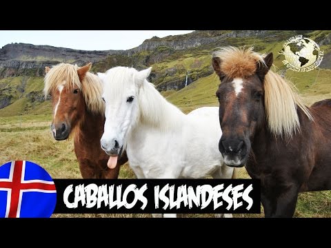 Caballos Islandeses - Icelandic Horses, Iceland. Islandia 2013