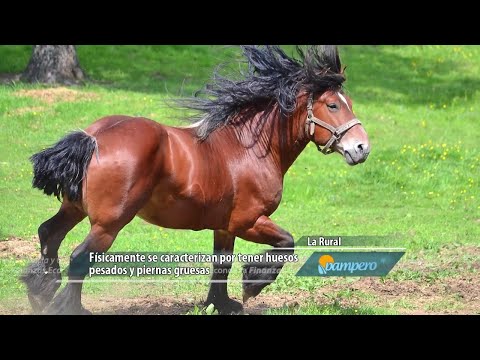 Ardenés, una raza equina que pisa fuerte