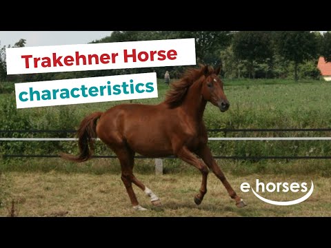 Trakehner Horse | characteristics, origin &amp; disciplines