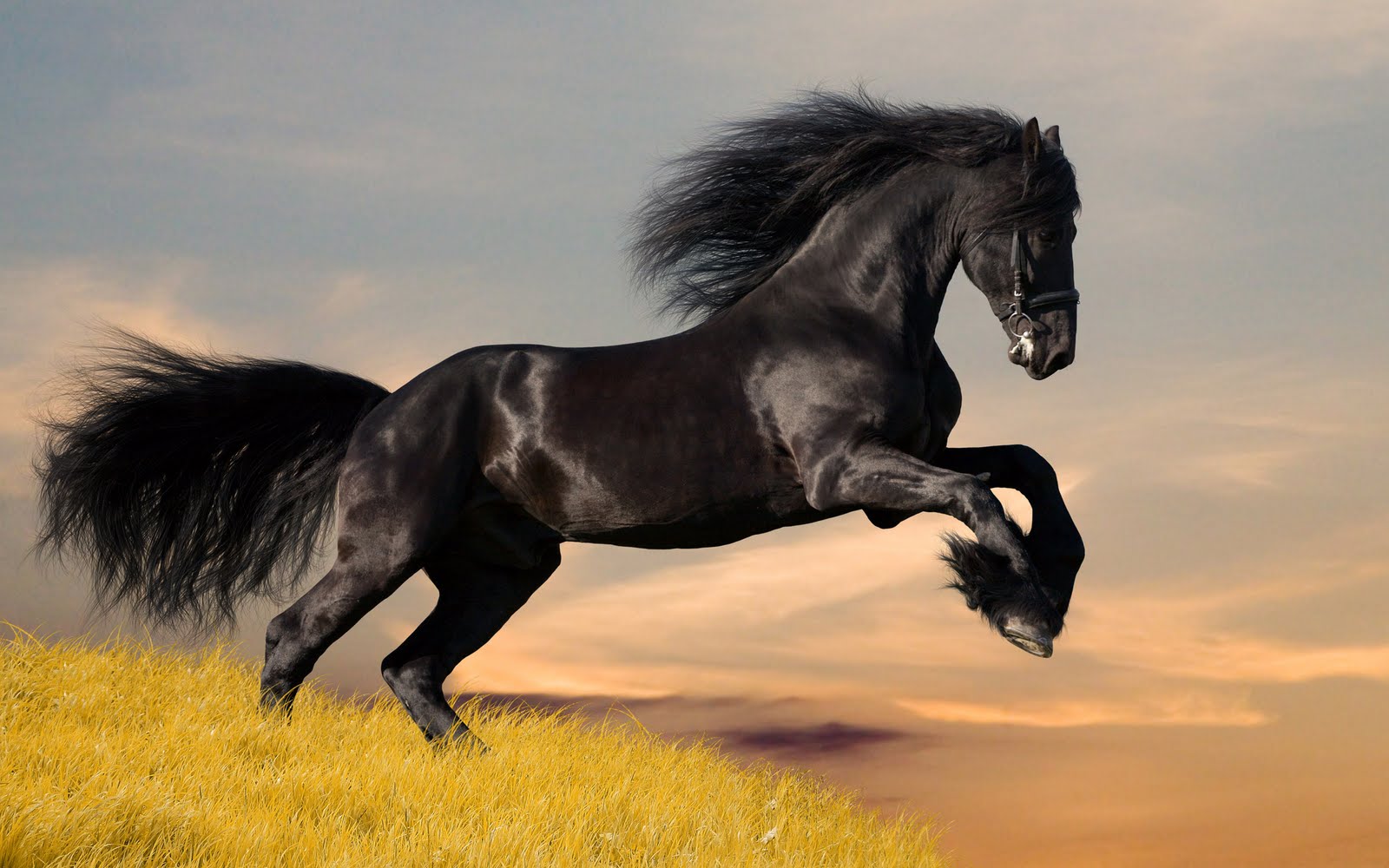 El caballo. Un amigo con fuerza, velocidad e inteligencia