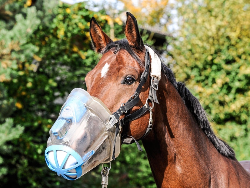 Encefalitis equina: una enfermedad mortal para tu caballo
