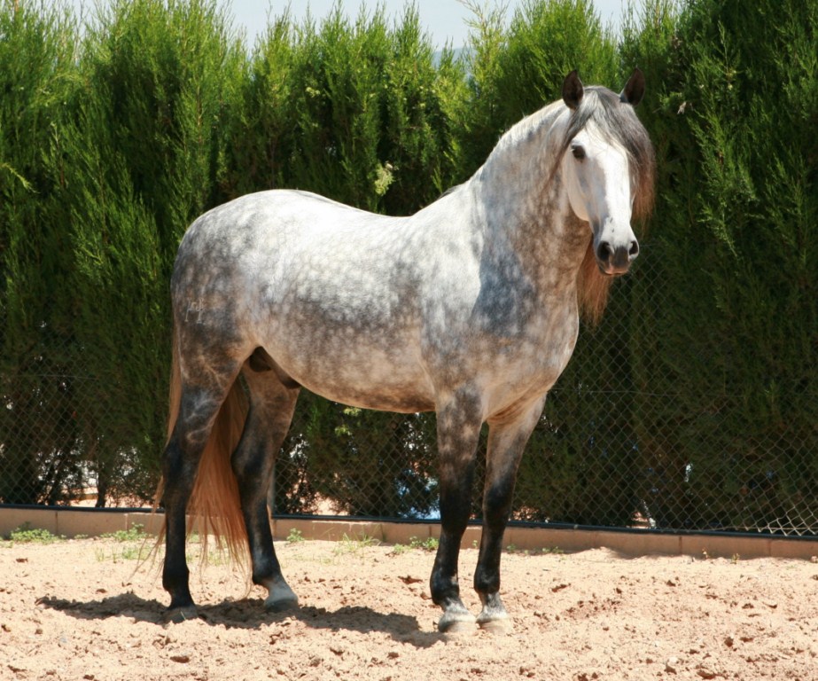 Raza de Caballo Andaluces