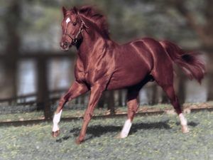 Triple Corona y Secretariat