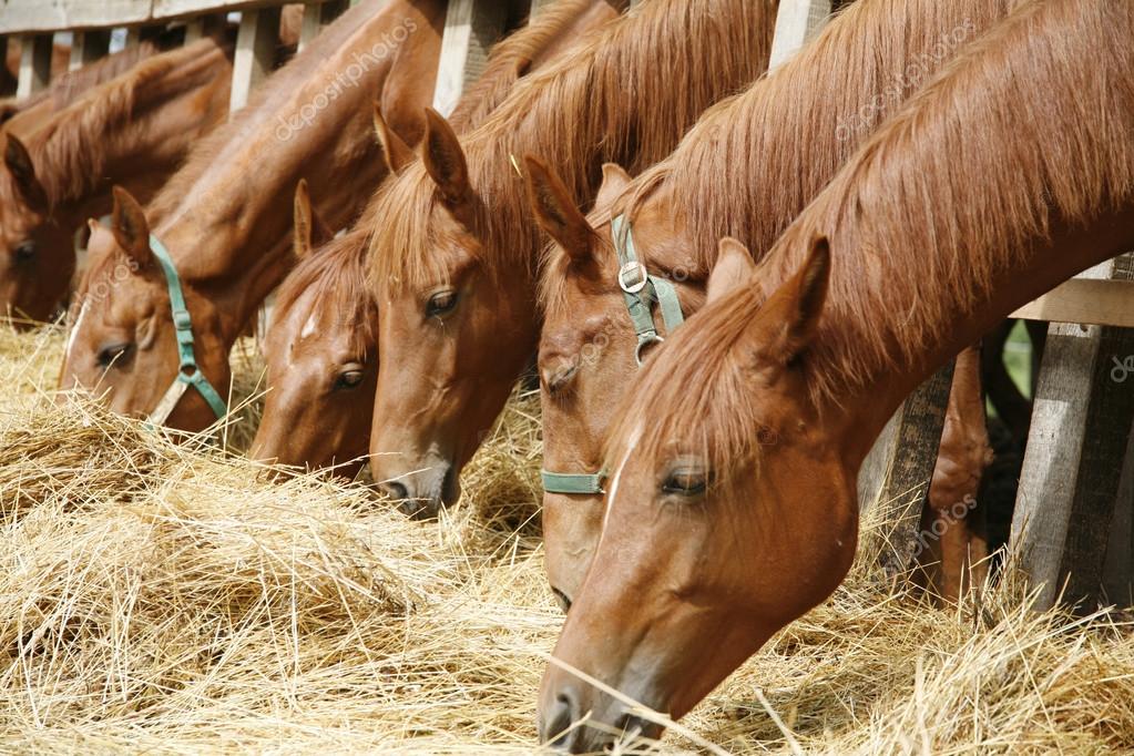 Alimentación del caballo