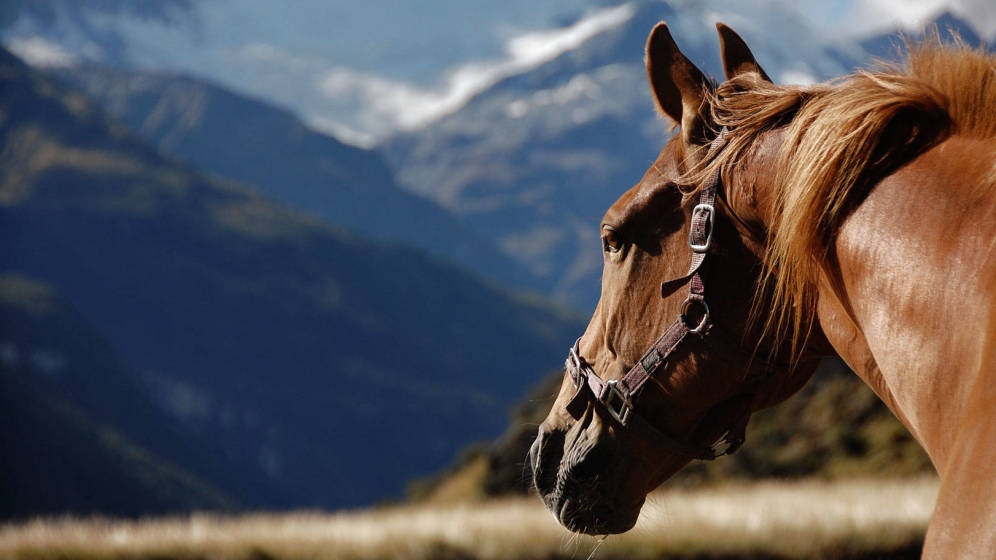 Biología y comportamiento del caballo