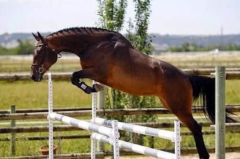 Mirabal y los caballos de salto