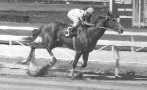 Tropigold, un campeón por excelencia