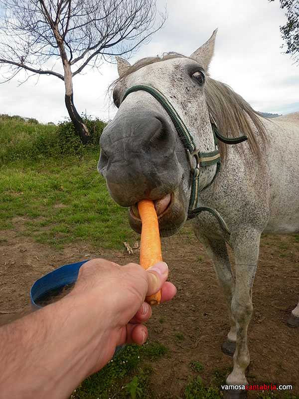 Una alimentación balanceada es clave para el desarrollo de los caballos