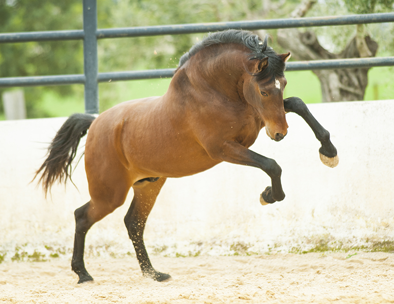 Situación Actual del Caballo