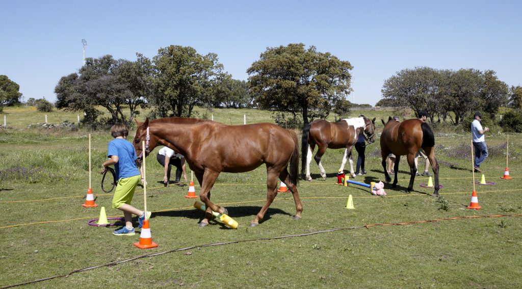 Psicología y coaching aplicado a la equitación