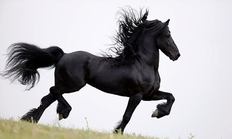 Raza de Caballos Frisón