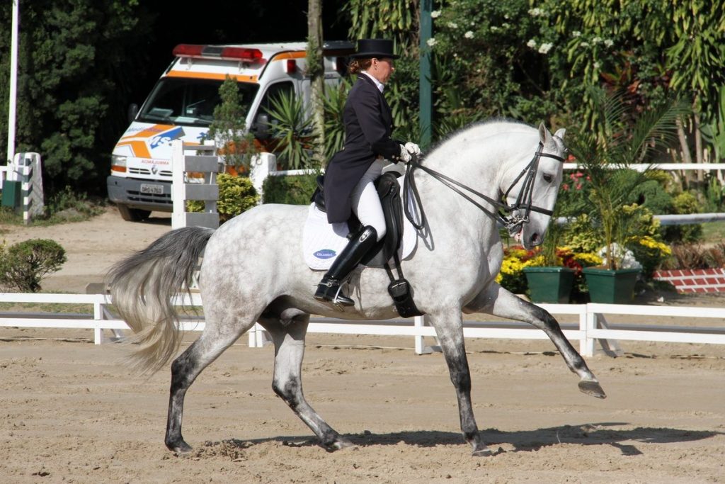 Caballo Lusitano