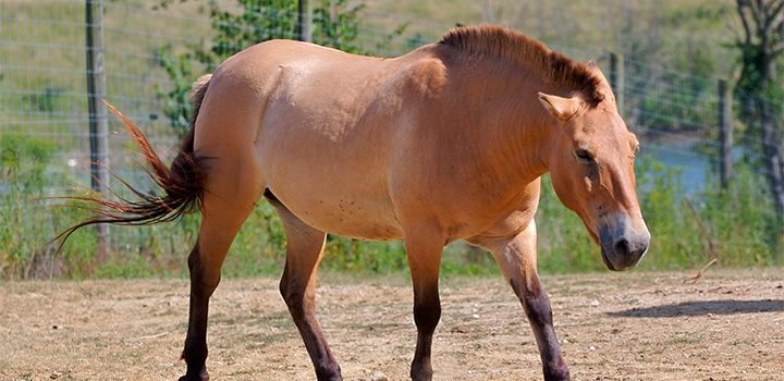 El caballo de Przewalski