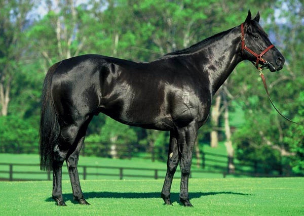 Purasangre, el caballo de carreras por excelencia