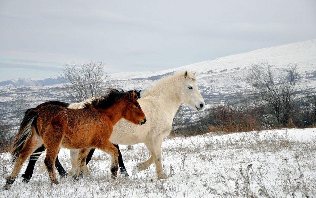 Caballos cimarrones
