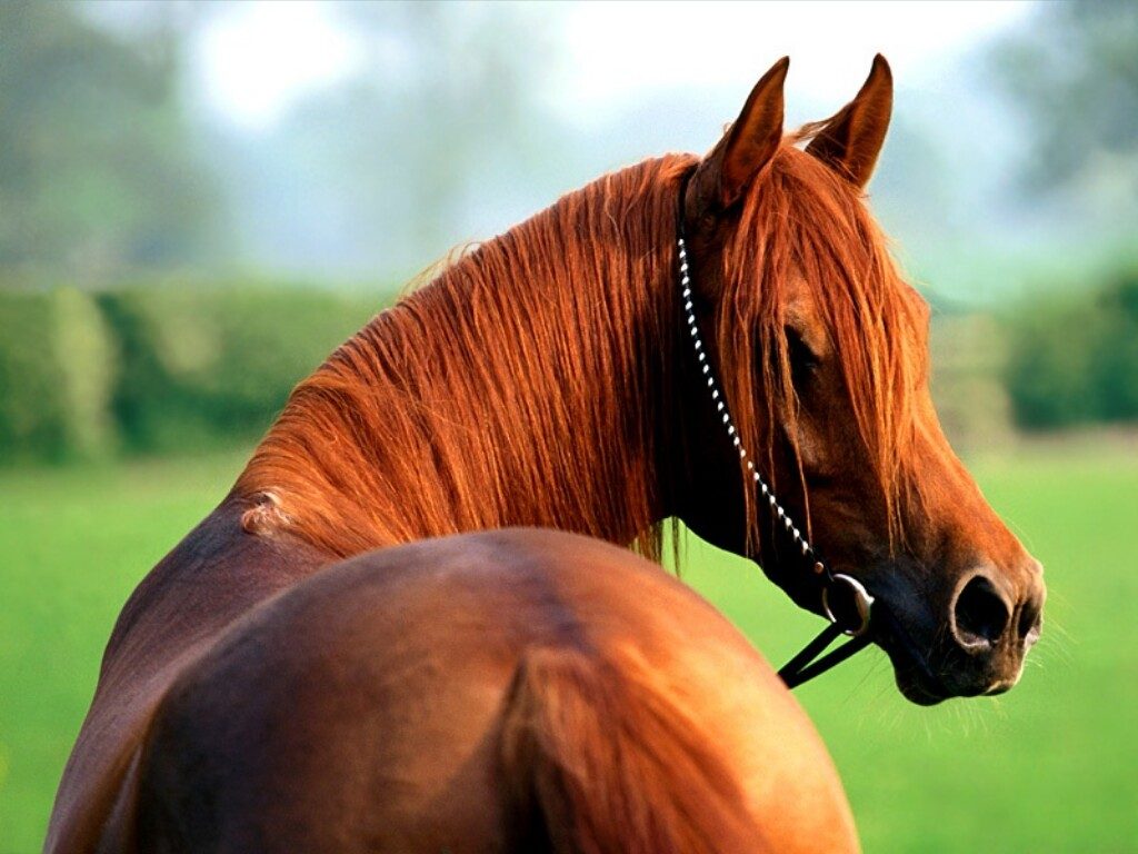 Lenguaje corporal del caballo