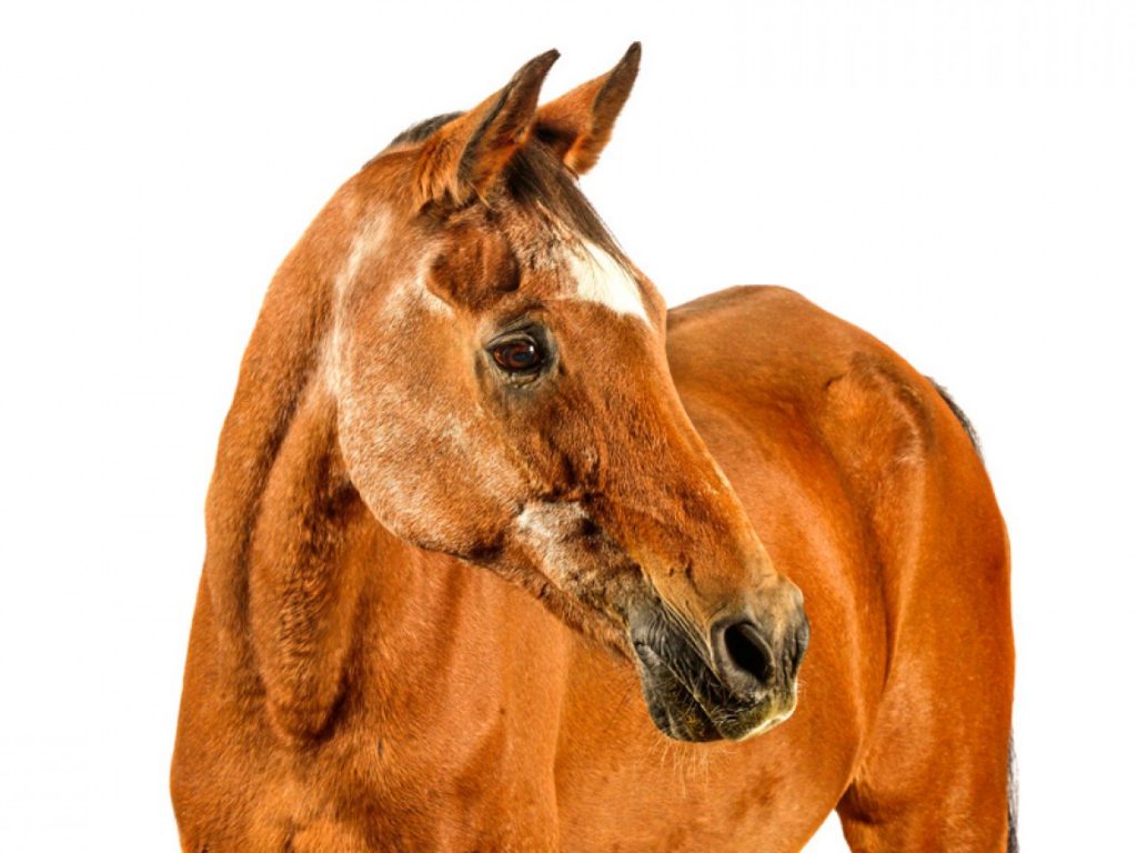 Precauciones con el manejo de caballos