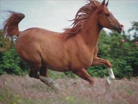 El caballo en la música: “Rucio Moro”.