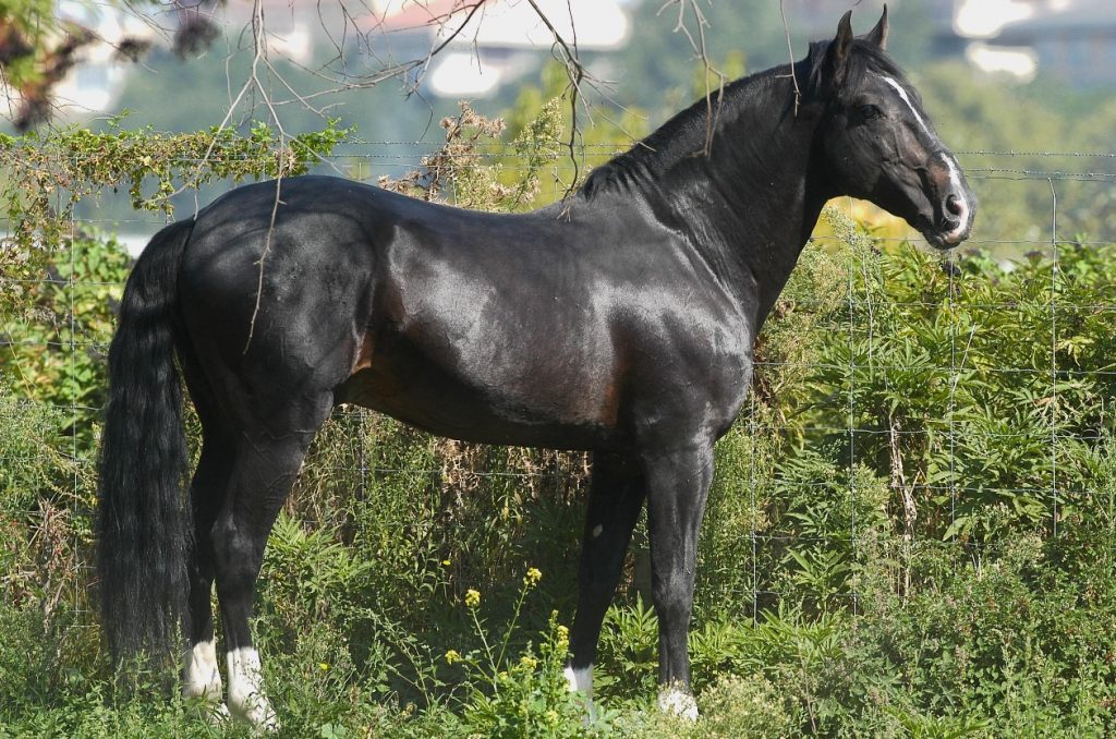 Caballos Famosos