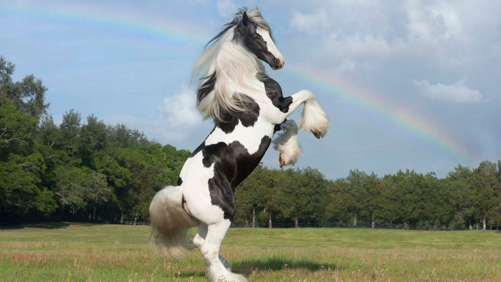 caballo Gipsy Vanner