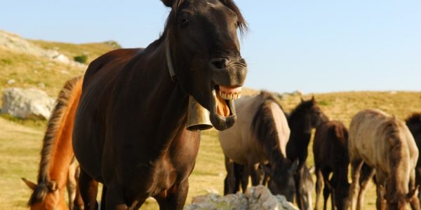 dentadura-caballo 1