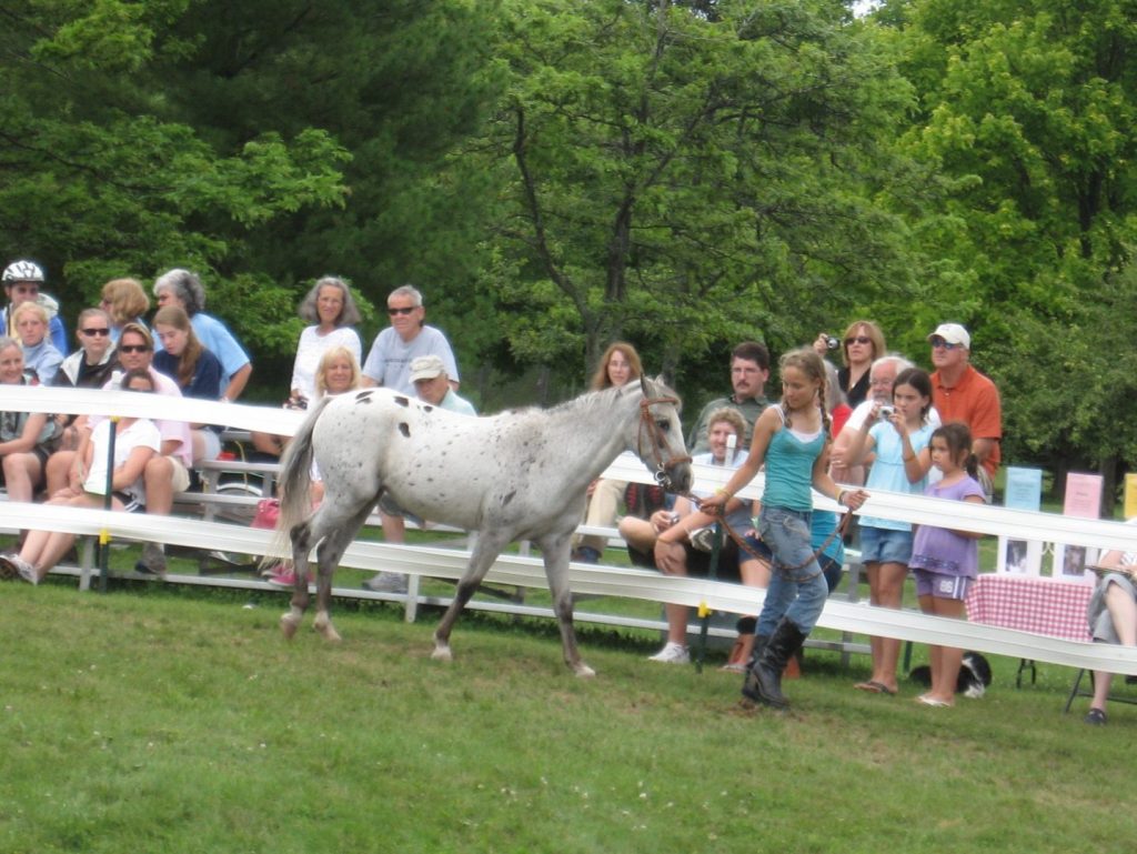 Caballo Poni Americano