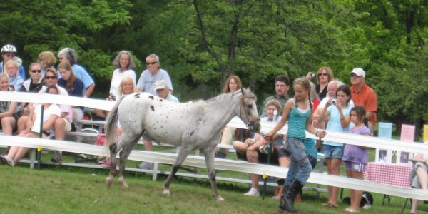 Caballo Poni Americano