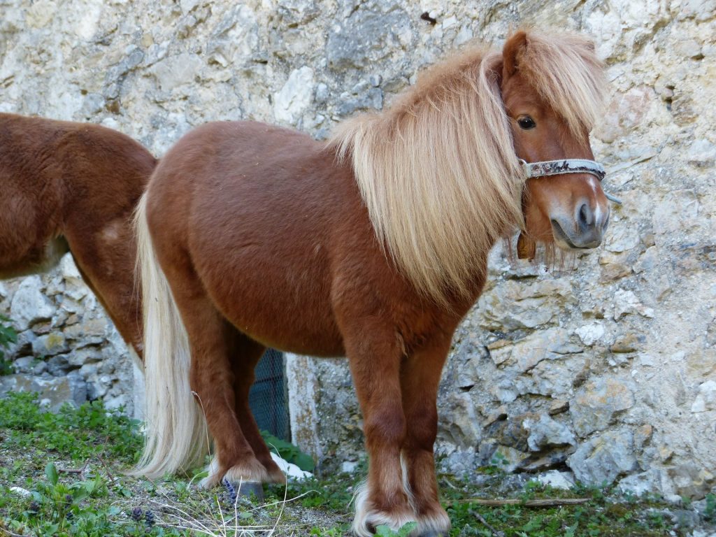 poni Shetland