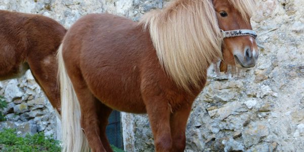 poni Shetland